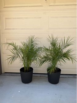 Plants, Palm Tree