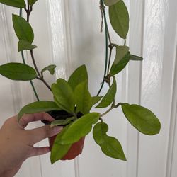 Beautiful Hoya Carnosa Plant