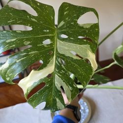 🌿✨️✨️Monstera Thai Constellation ✨️✨️🌿