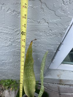 Snake Plant