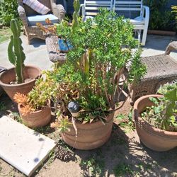 CACTUS And SUCCULENTS