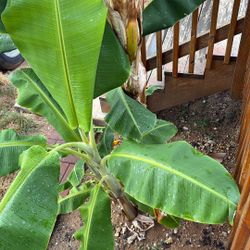 Banana Plants