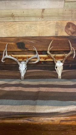 Whitetail Deer European Skull Mounts with Antlers