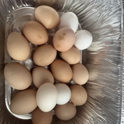 Fresh Organic Free Range Chicken Eggs