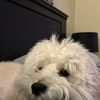 Leesa