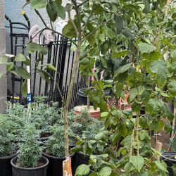 Oro Blanco Grapefruit Tree 4 1/2 The Tall $55 Price Firm 