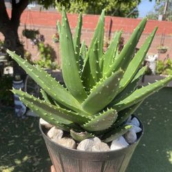 Gorgeous, Big Tiger Tooth  Aloe Plant In Pot 