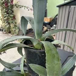 Planta
