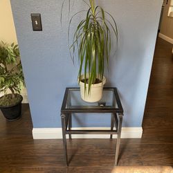 Real Plant & Stand Table