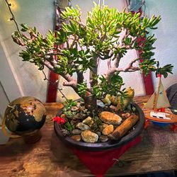 Hobbit jade bonsai