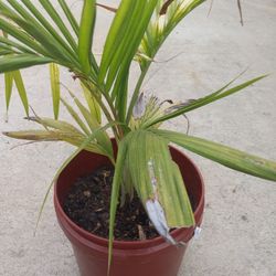 KING PALM 20.00 DLLS  low price