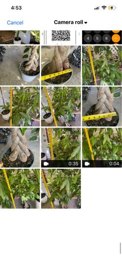 4+ft super thick trunk braided money tree; 95820