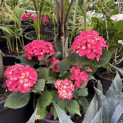 Hydrangea macrophylla