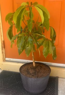 Healthy Umbrella Tree House Plant