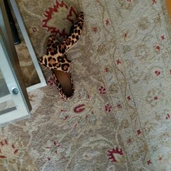 Leopard Shoes With 3/4 Heels