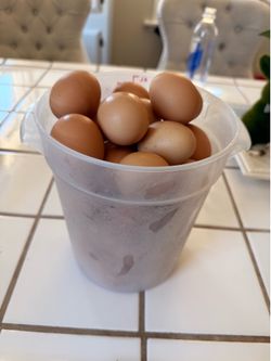 Fresh chicken eggs