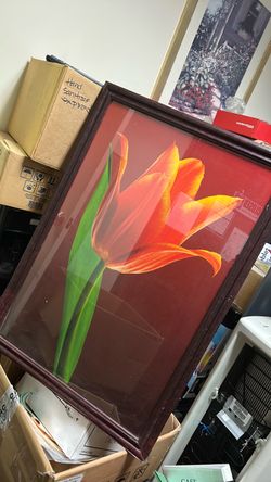 Framed Tulip Flower Photo Print