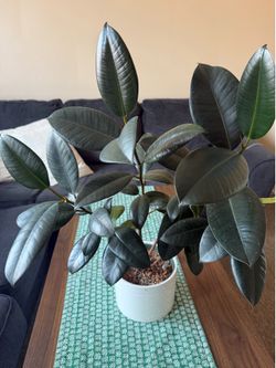 Plant ficus elastica (rubber plant)