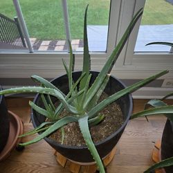 Aloe Vera Indoor Plant With Pot