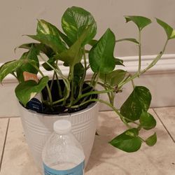 Golden Pothos Plant 