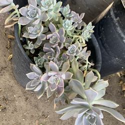 Beautiful Succulents 