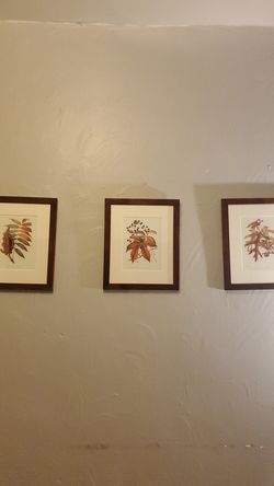 Plant identification wall art pictures