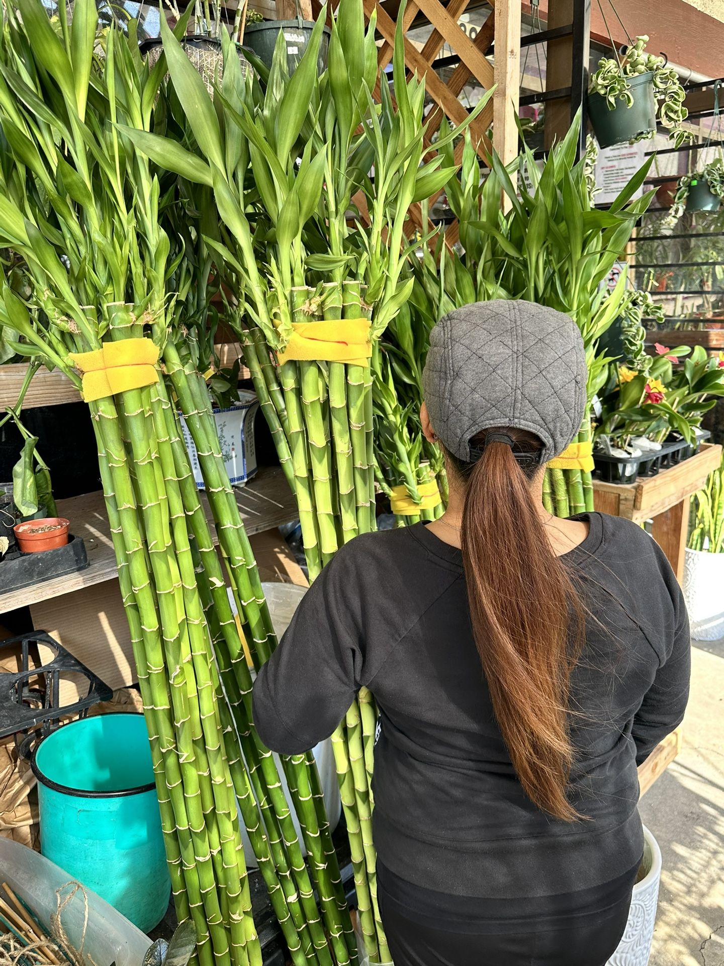 Taiwan Lucky Bamboo 4,5,6 Feet Tall Thick And High Quality