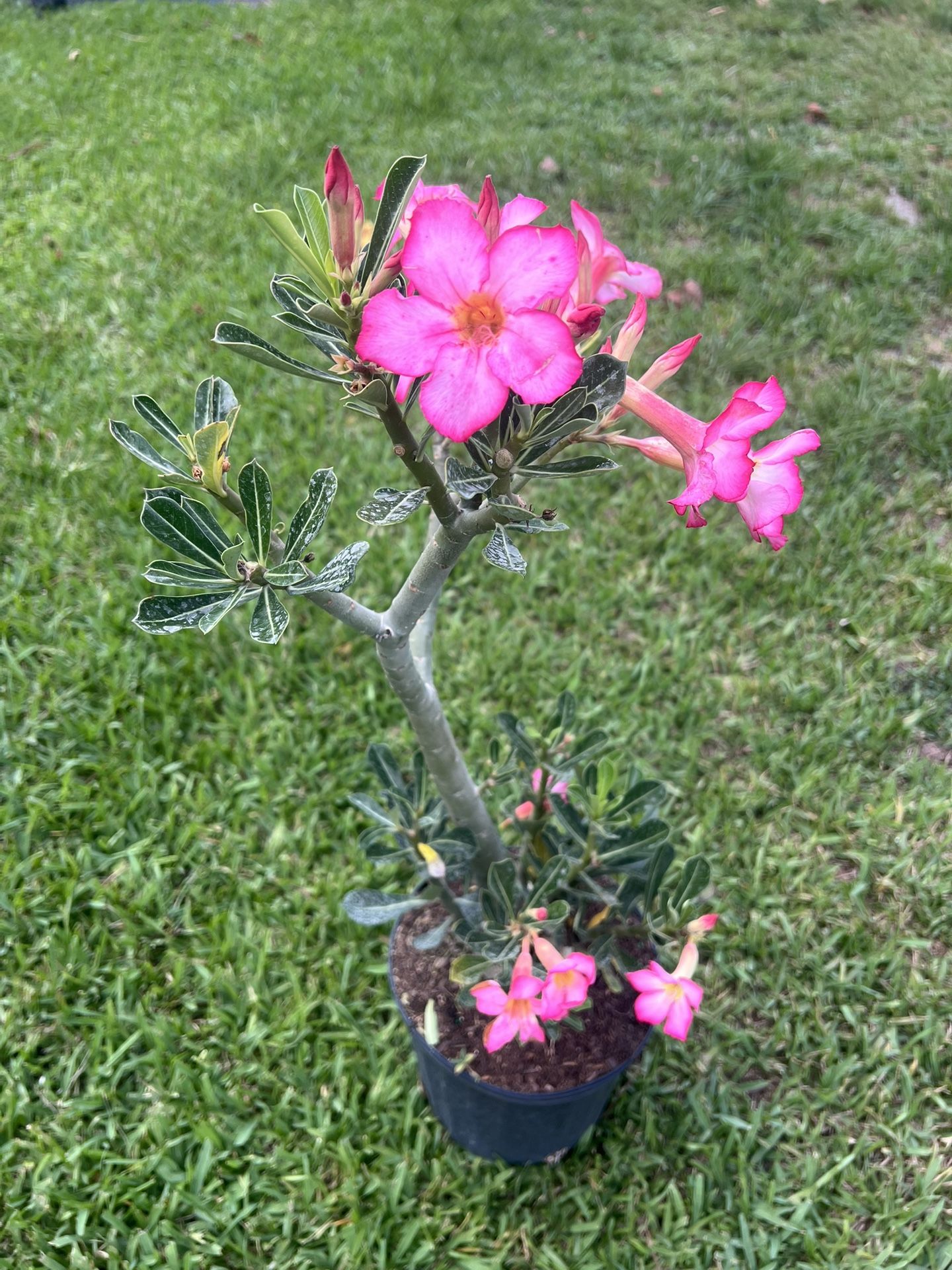 DESERT ROSE (3 Gallon Pot) Landscape, Garden