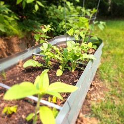 Raised Gardens - Two Of Them