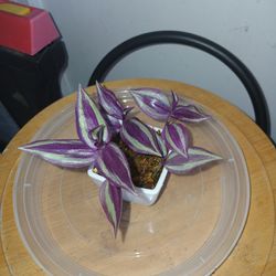 Tradescantia Zebrina