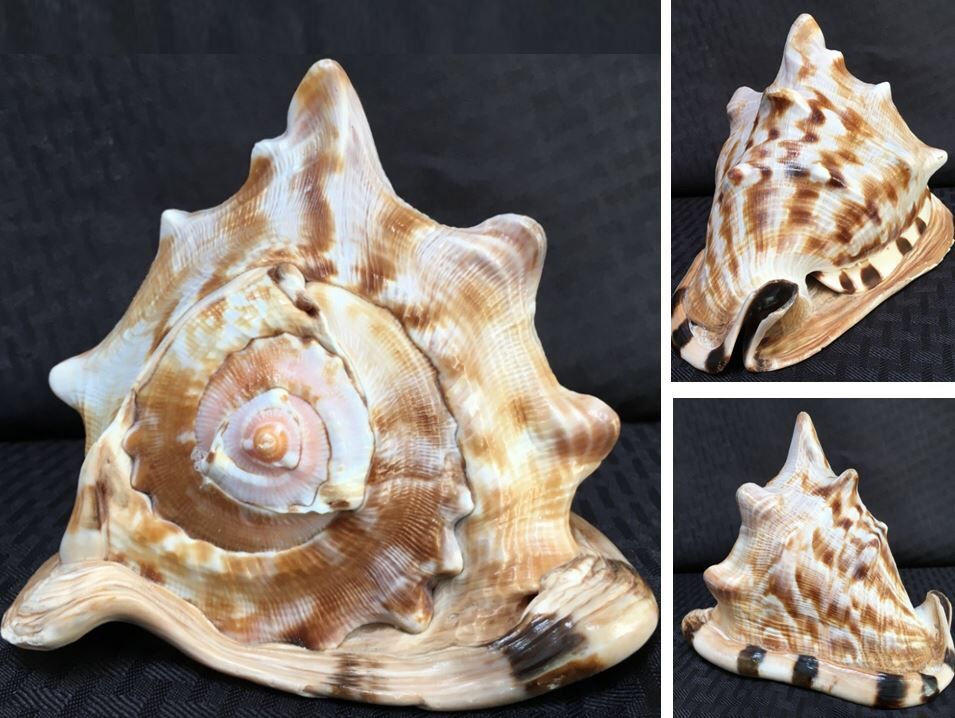 Large Cassis Tiger Striped King Queen Helmet Conch Shell Seashell