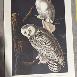 Two Beautiful Bird Prints