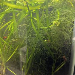 Live Aquarium Plants 🌱