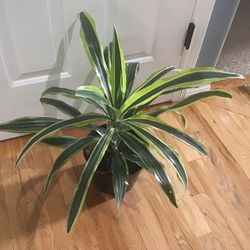 Plant