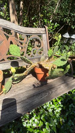 Prickly Pear Cactus,8”Clay Pot  S.W.Arl
