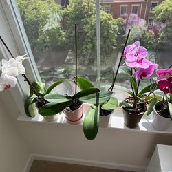 5x Orchids Living Plants