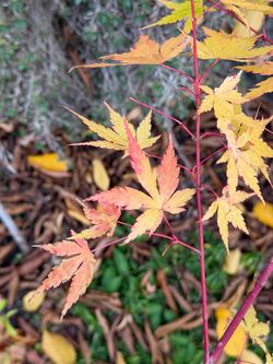 Japanese Maple Plants - Suquamish