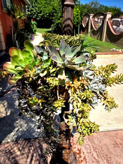 Hanging Suculents Plants mix