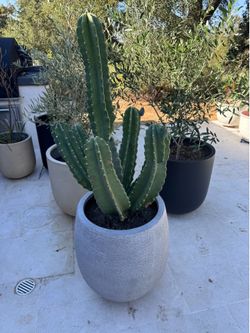 Large Cactus in West Elm Pot