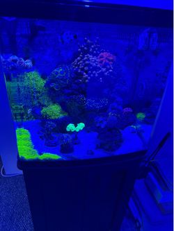 32 gallon  saltwater bio cube aquarium