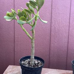 Jade Plant 