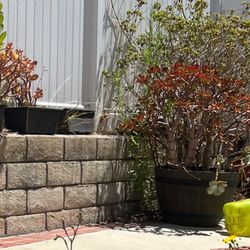 Big Succulent Planter 