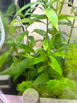 Temple Plant Stem Aquarium