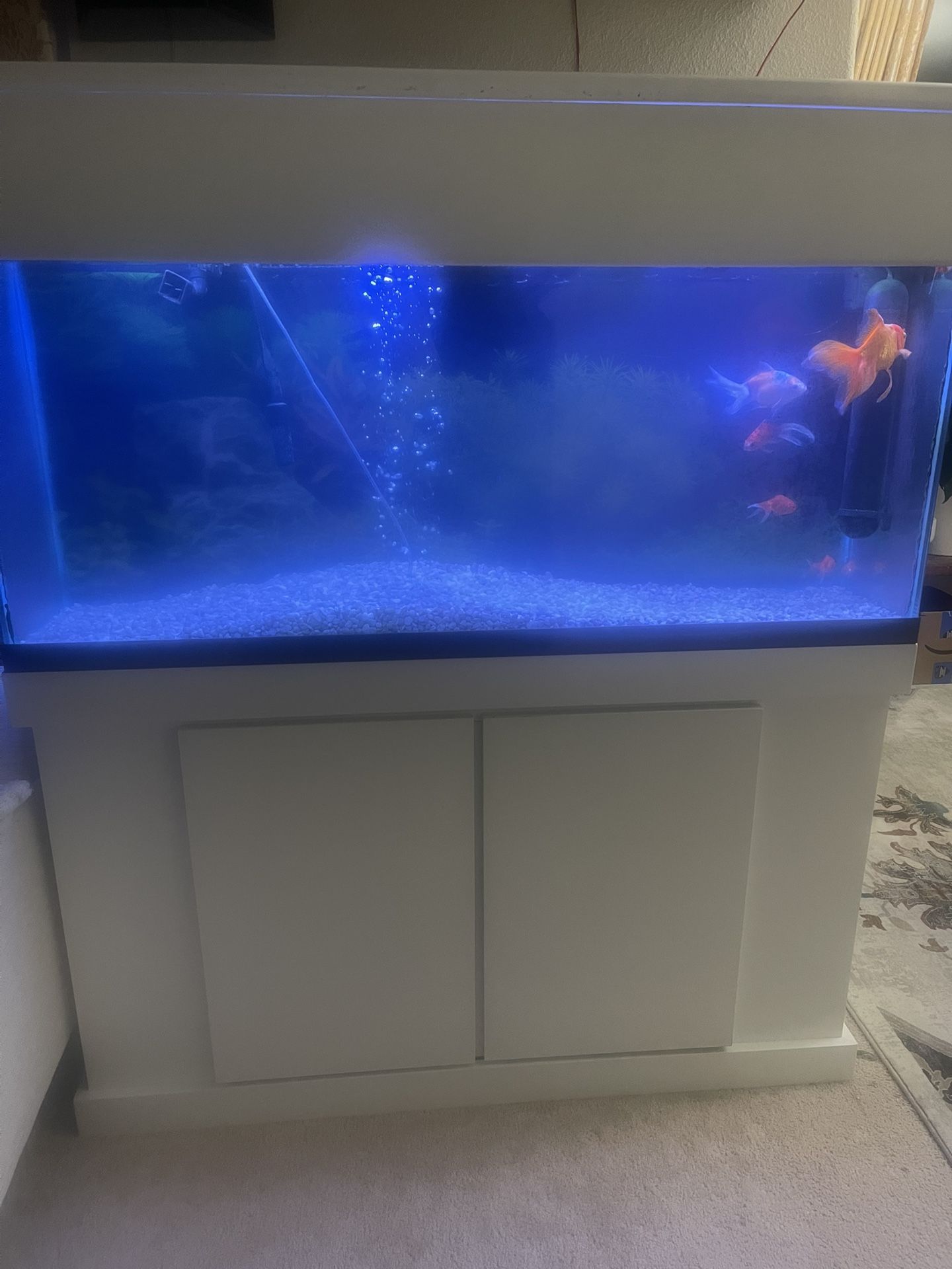 Fish tank for Sale Including Fishes