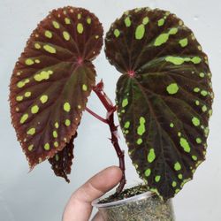 ‘03 F0rd Expediti0n