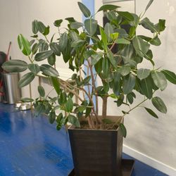 Huge Rubber Plant Tree 