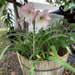 Easter Lillies