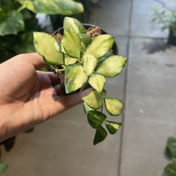 3” hoya heusckeliana variegated