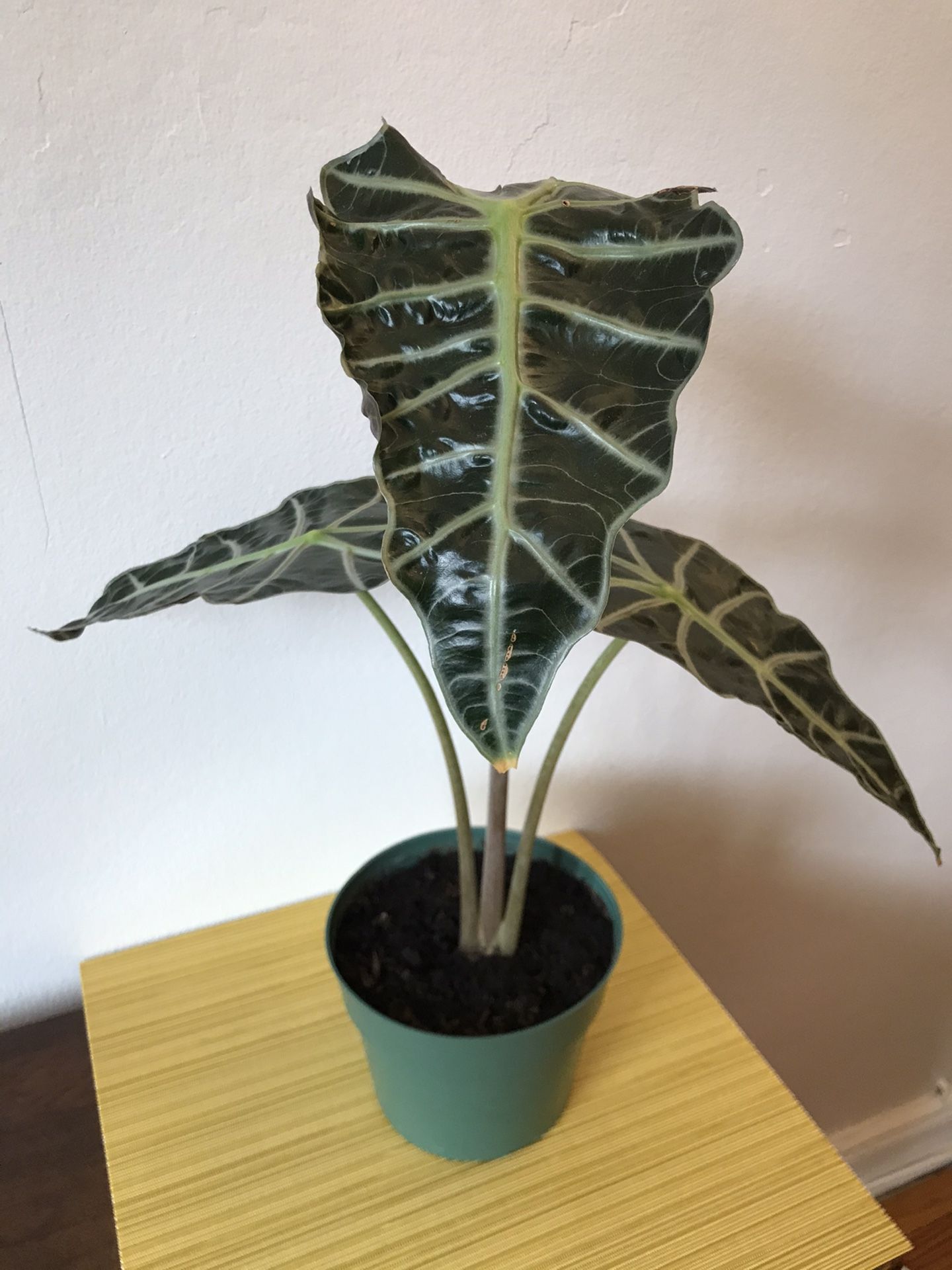 Plant for Sale: Alocasia Polly (African Mask)