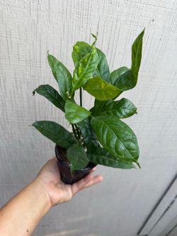 4” hoya descipulae